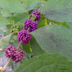 קליקרפה אמריקאית Callicarpa americana