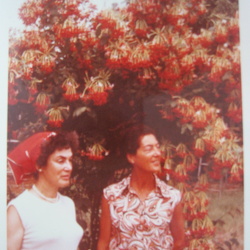 Quisqualis indica אלמון הודי