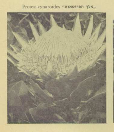 Protea_cynaroides.png