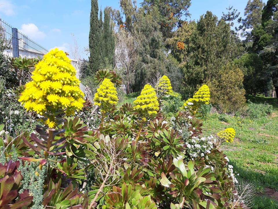 Aeonium