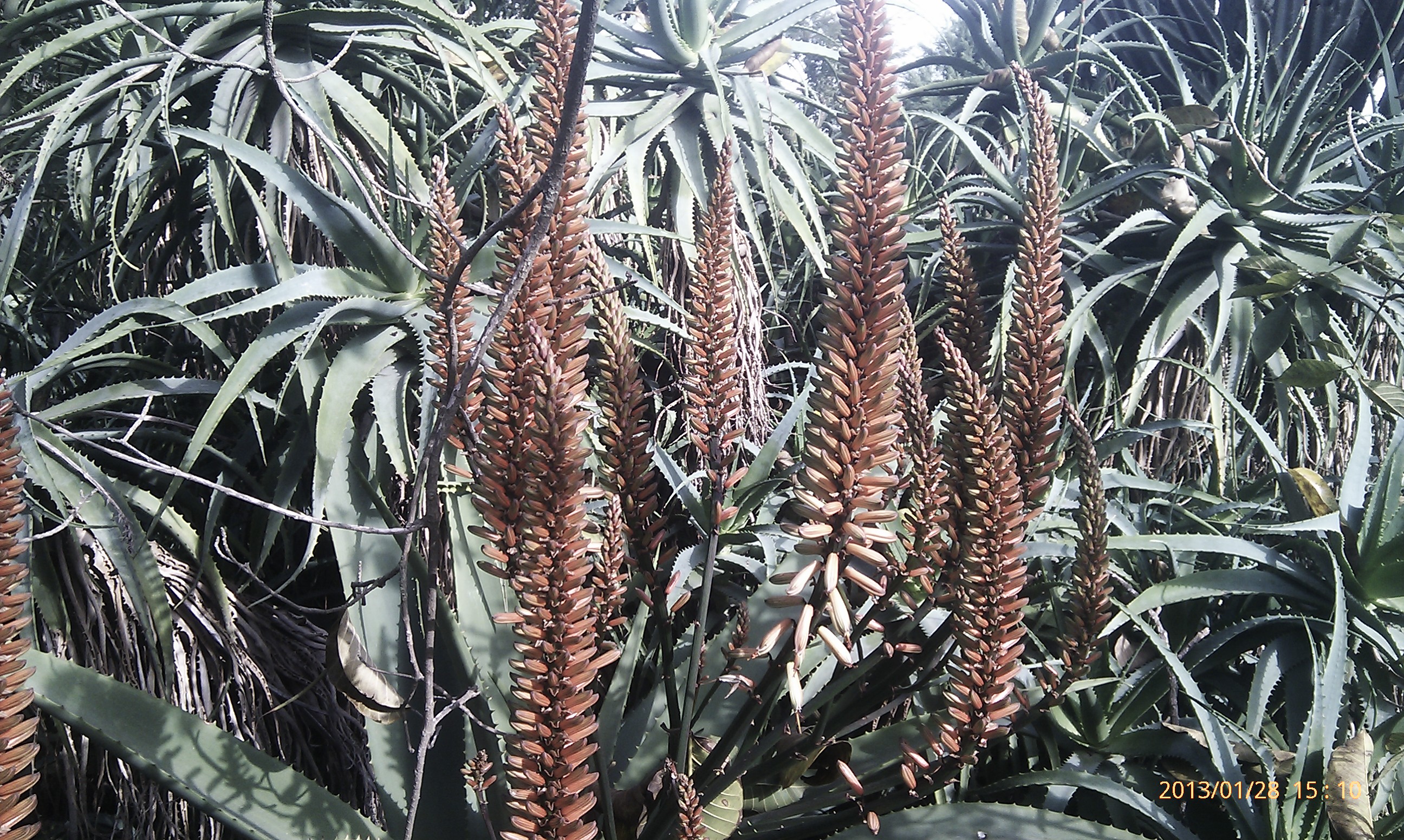 Aloe
