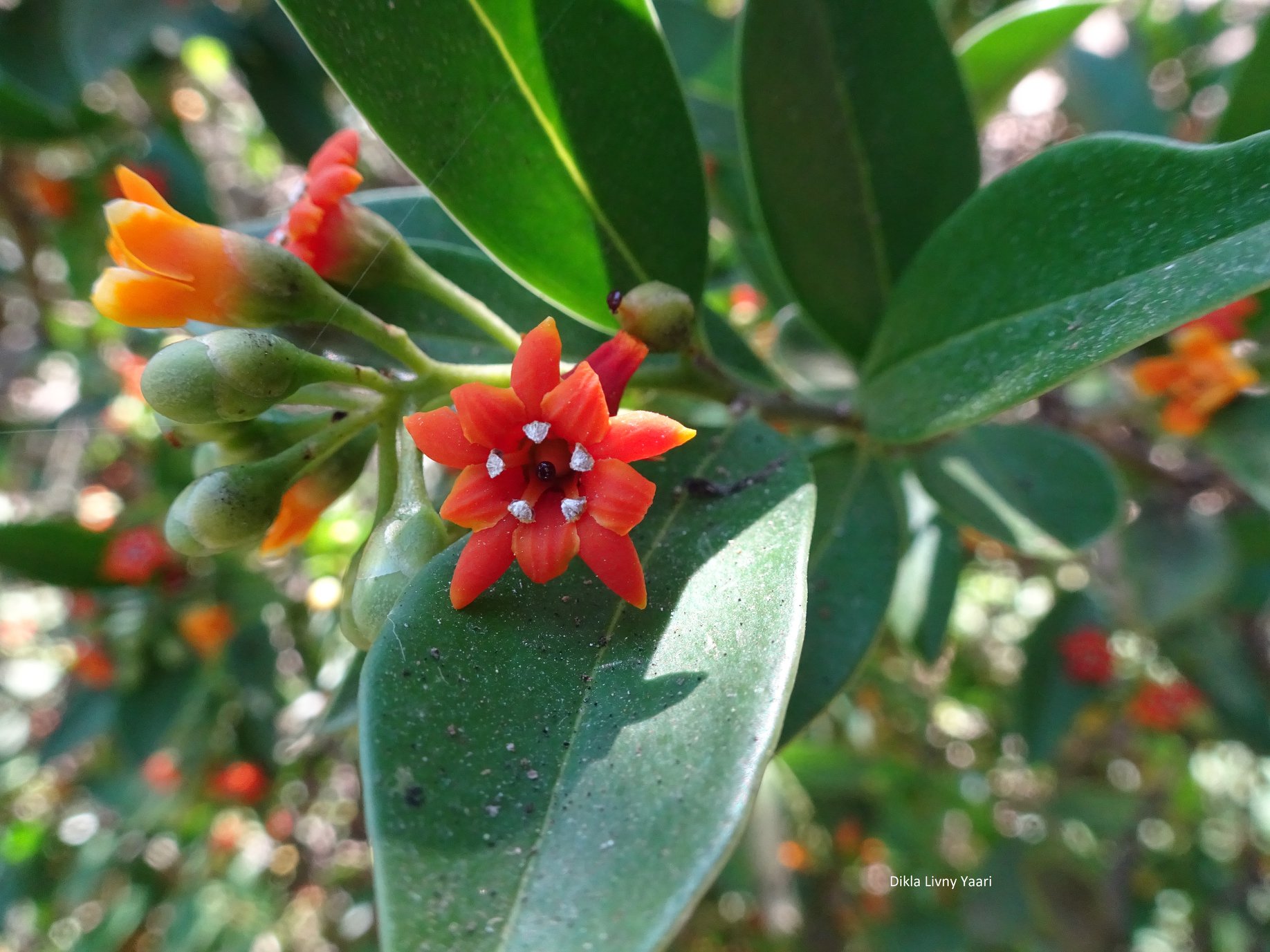 Bonellia