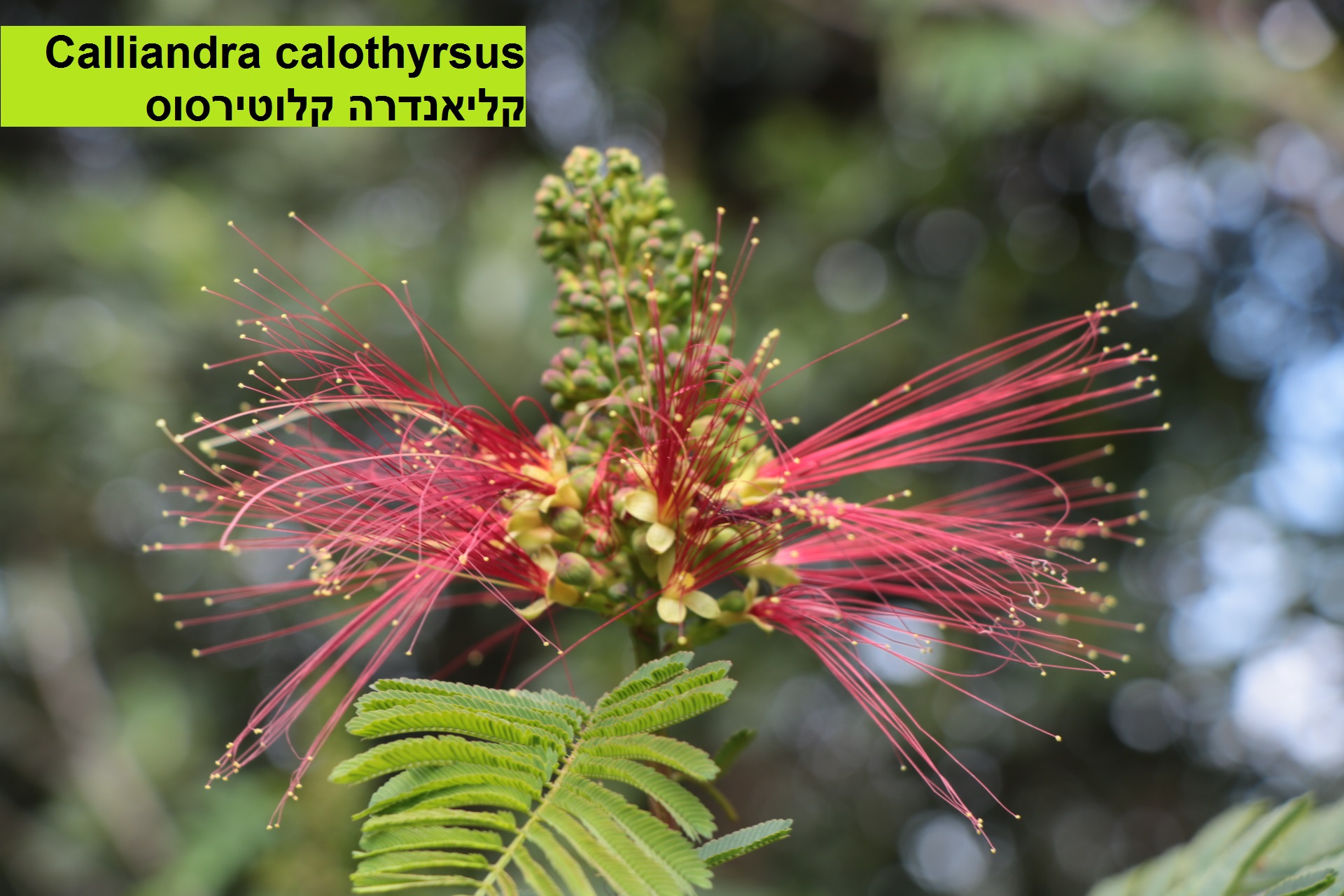 Calliandra