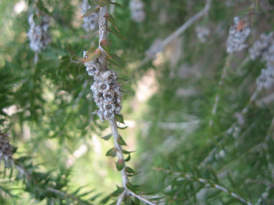 Callistemon