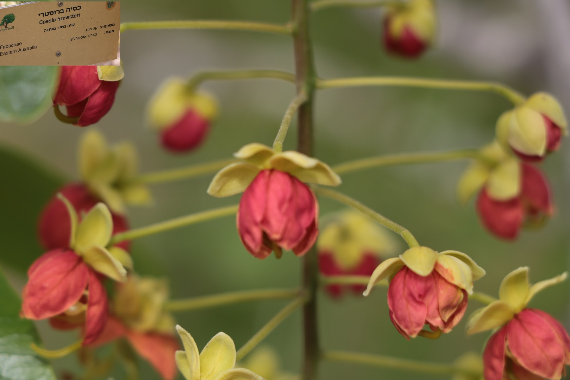 Cassia