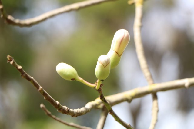 phoca_thumb_l_chorisia_insignis_A.jpg