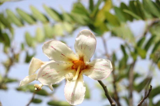 phoca_thumb_l_chorisia_insignis_B.jpg