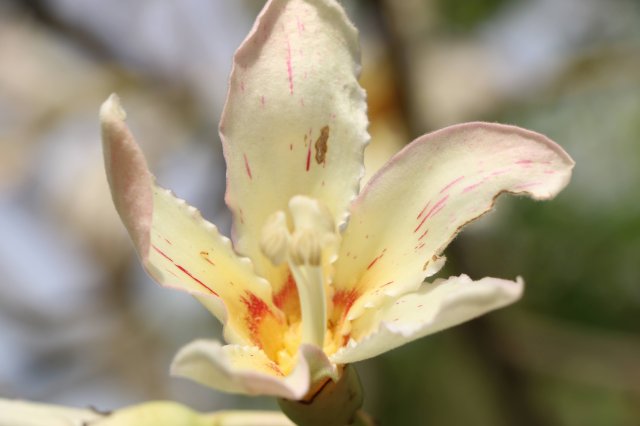 phoca_thumb_l_chorisia_insignis_C.jpg