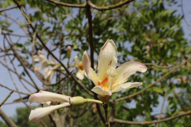 phoca_thumb_l_chorisia_insignis_D.jpg