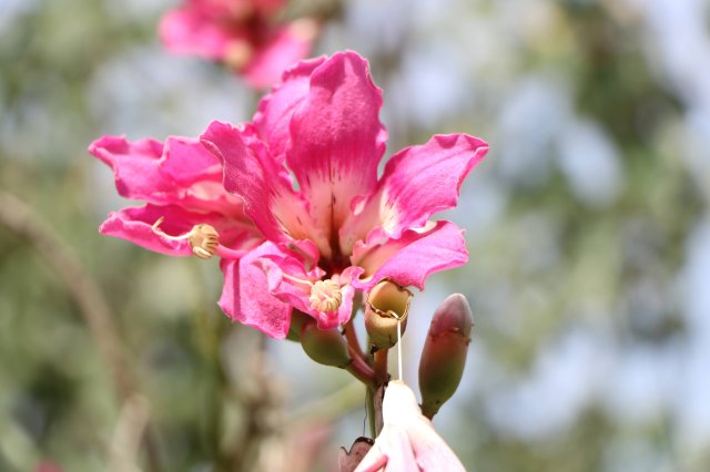 phoca_thumb_l_chorisia_speciosa_A.jpg