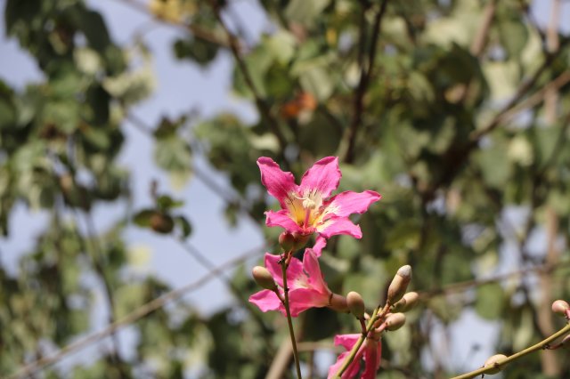 phoca_thumb_l_chorisia_speciosa_C.jpg