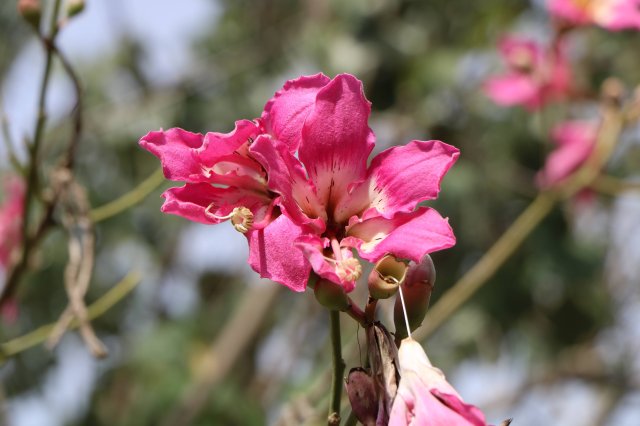 phoca_thumb_l_chorisia_speciosa_D.jpg