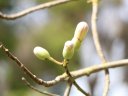 phoca_thumb_s_chorisia_insignis_A.jpg
