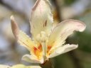 phoca_thumb_s_chorisia_insignis_C.jpg