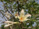 phoca_thumb_s_chorisia_insignis_D.jpg