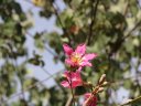 phoca_thumb_s_chorisia_speciosa_C.jpg