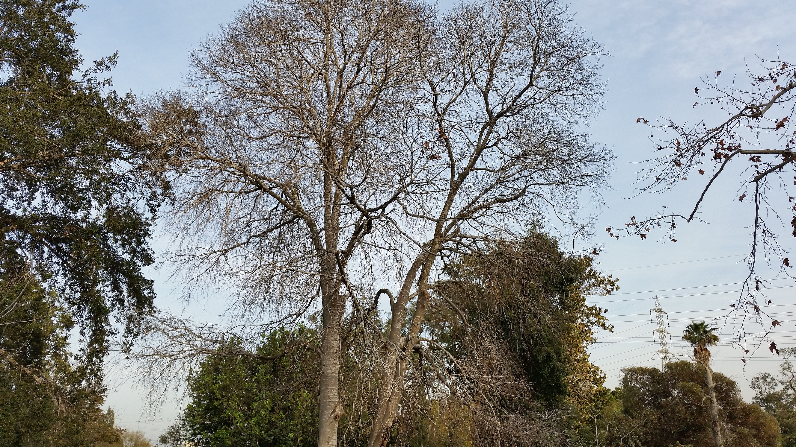 Celtis