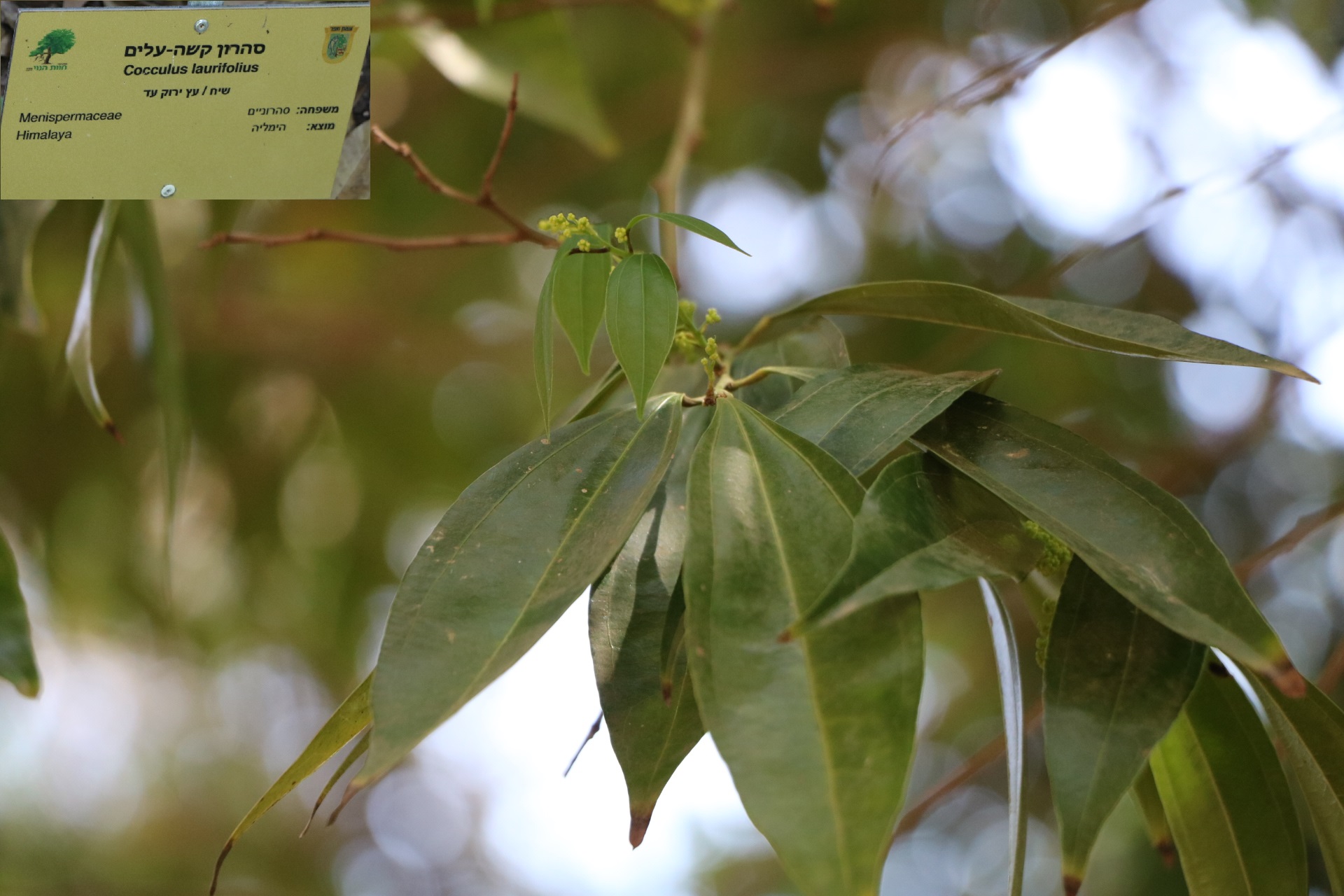 Cocculus