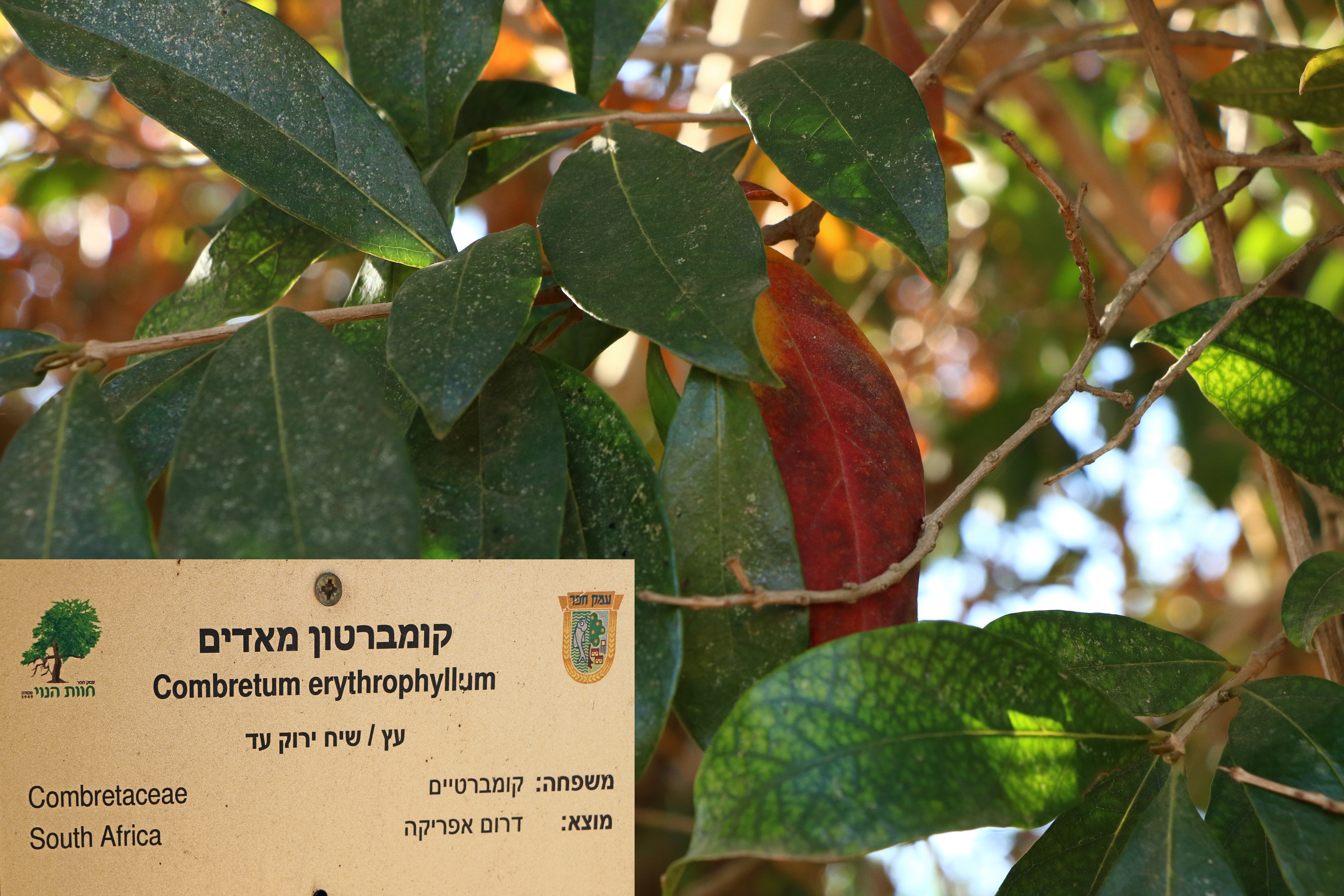 Combertum