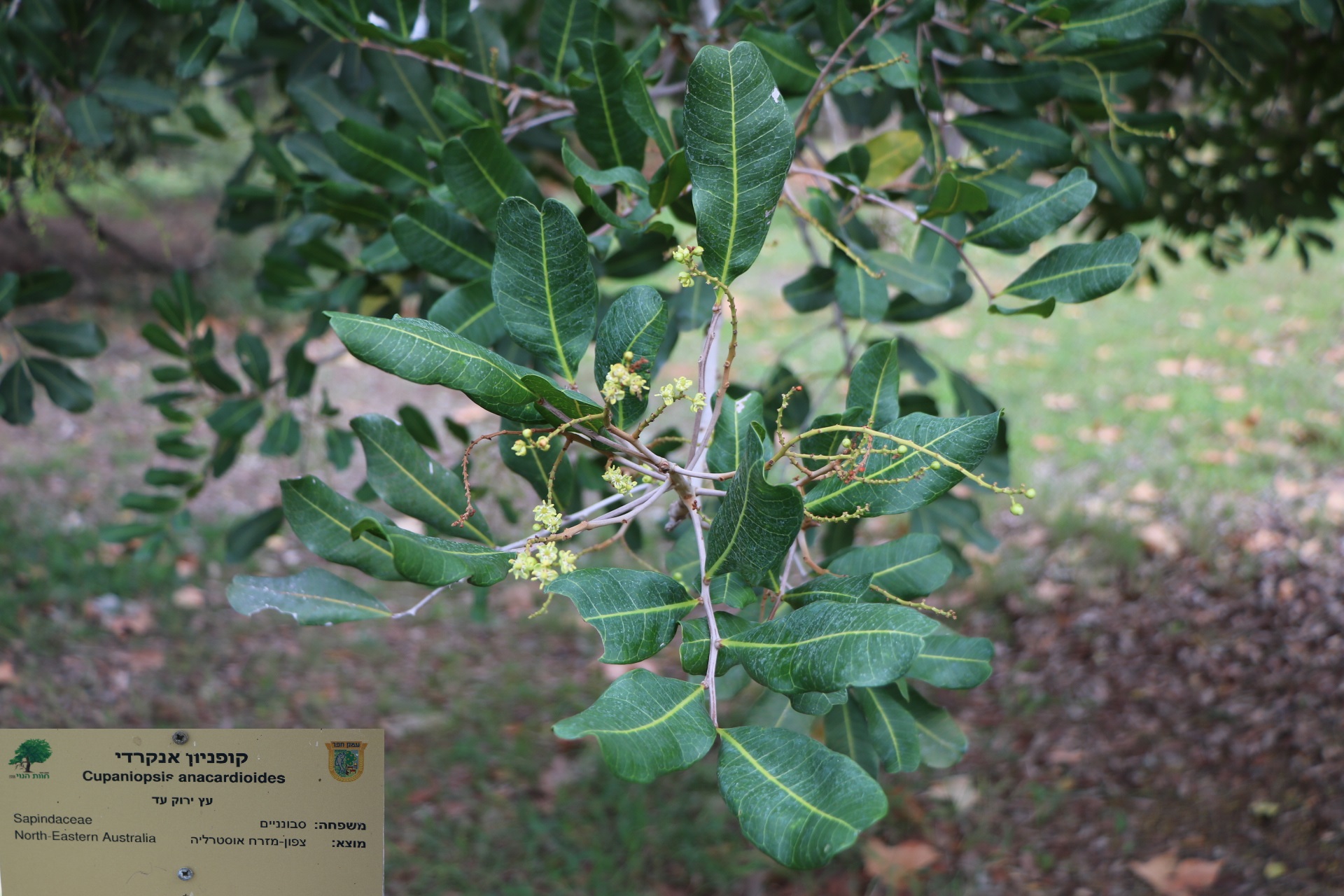 Cupaniopsis
