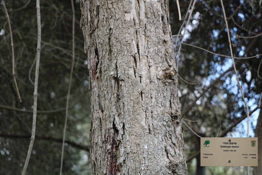 Dalbergia