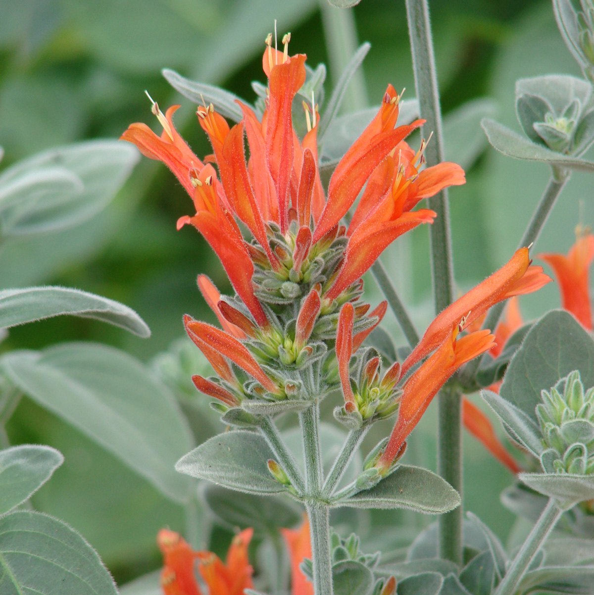 Dicliptera