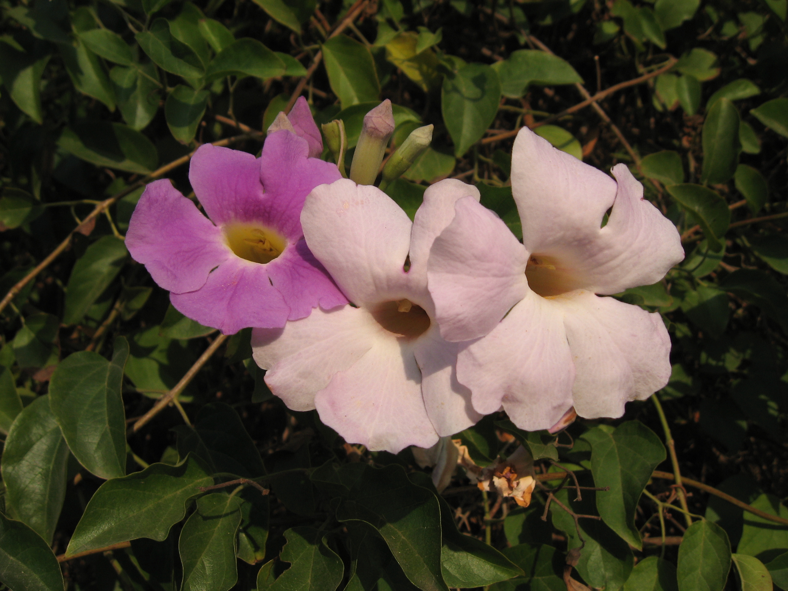 Distictis