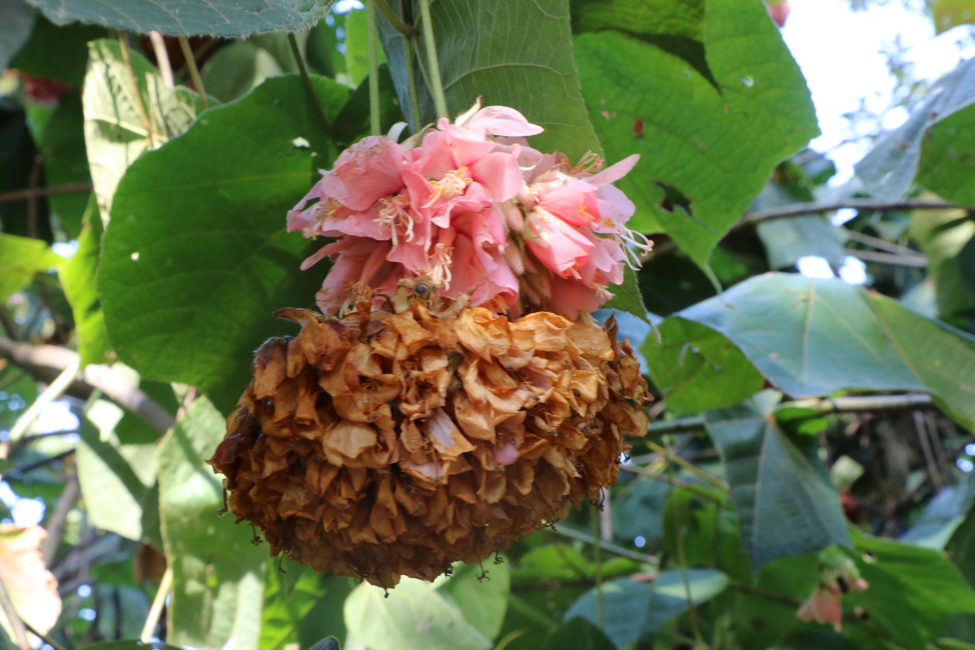 Dombeya