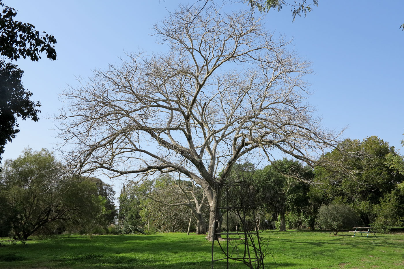 Enterolobium