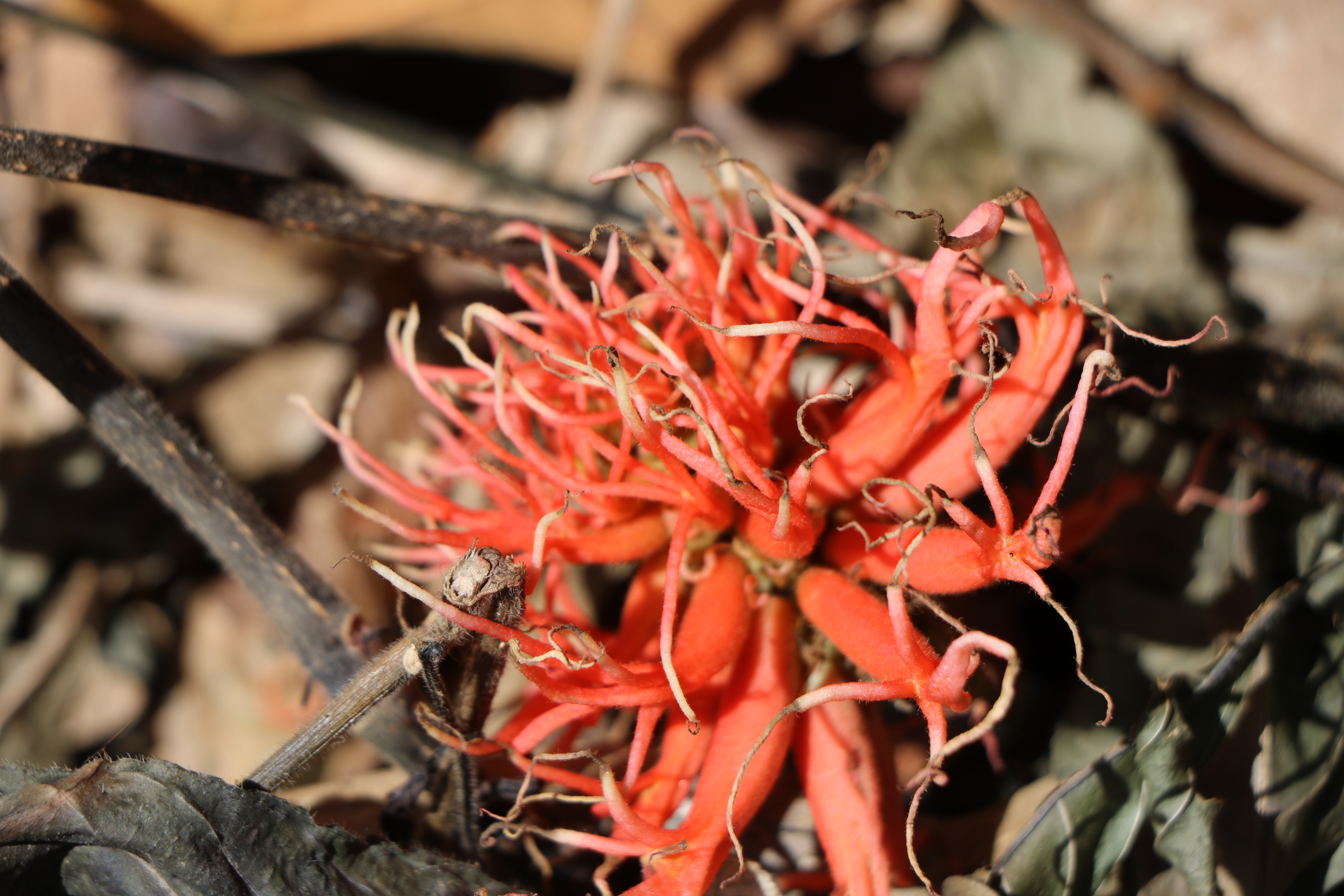 Erythrina