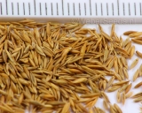 Festuca