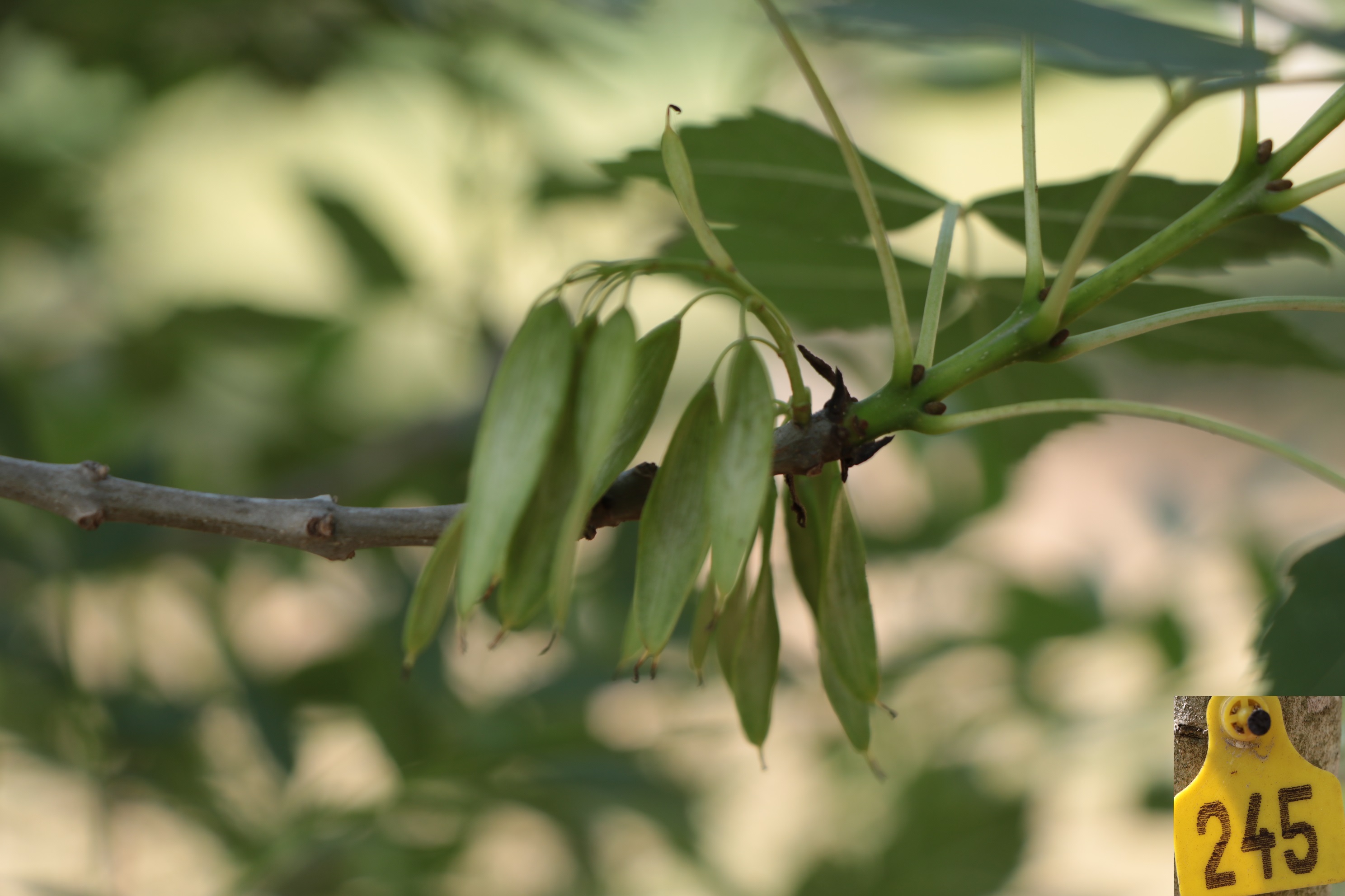 Fraxinus