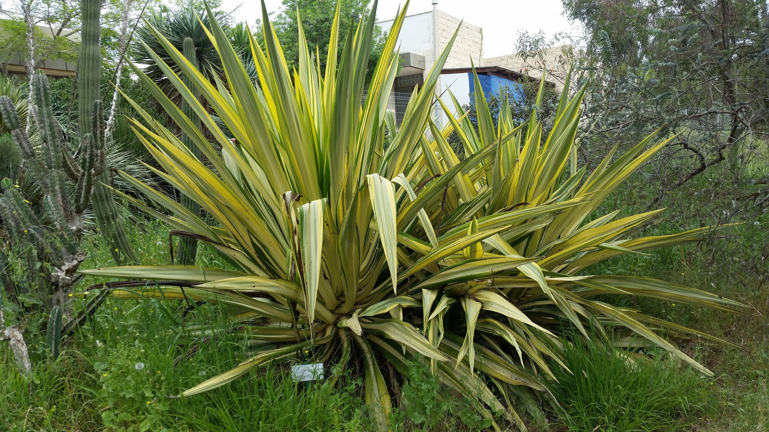 Furcraea