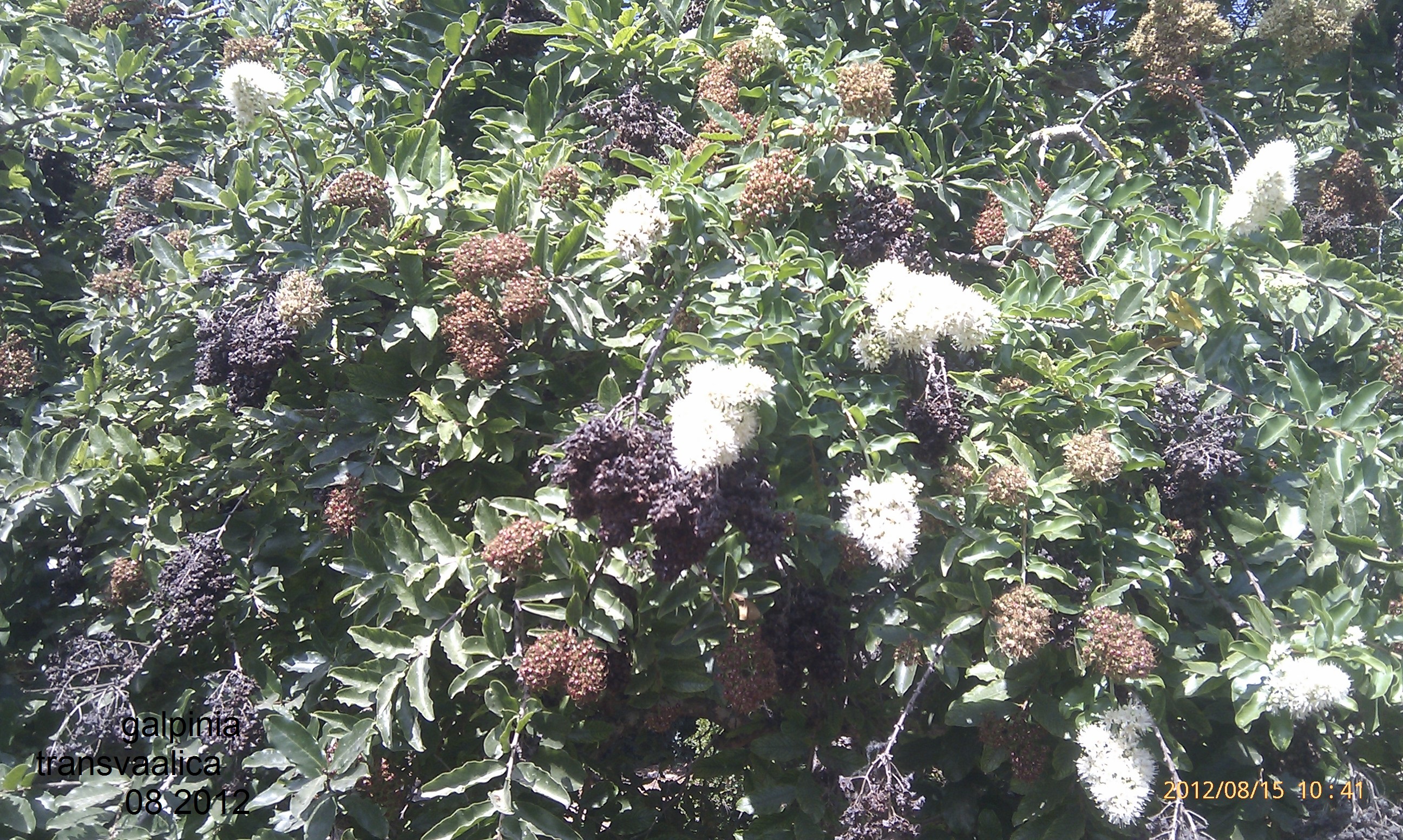 Galpinia