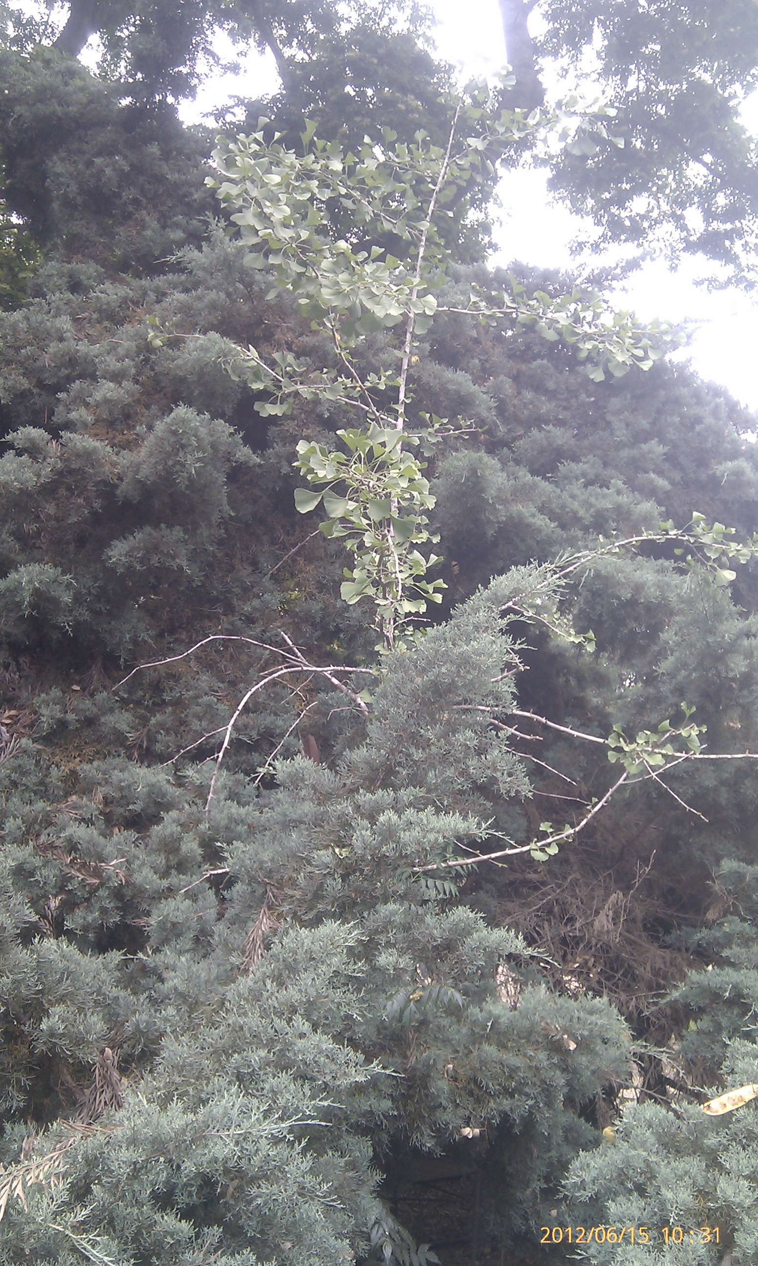Ginkgo