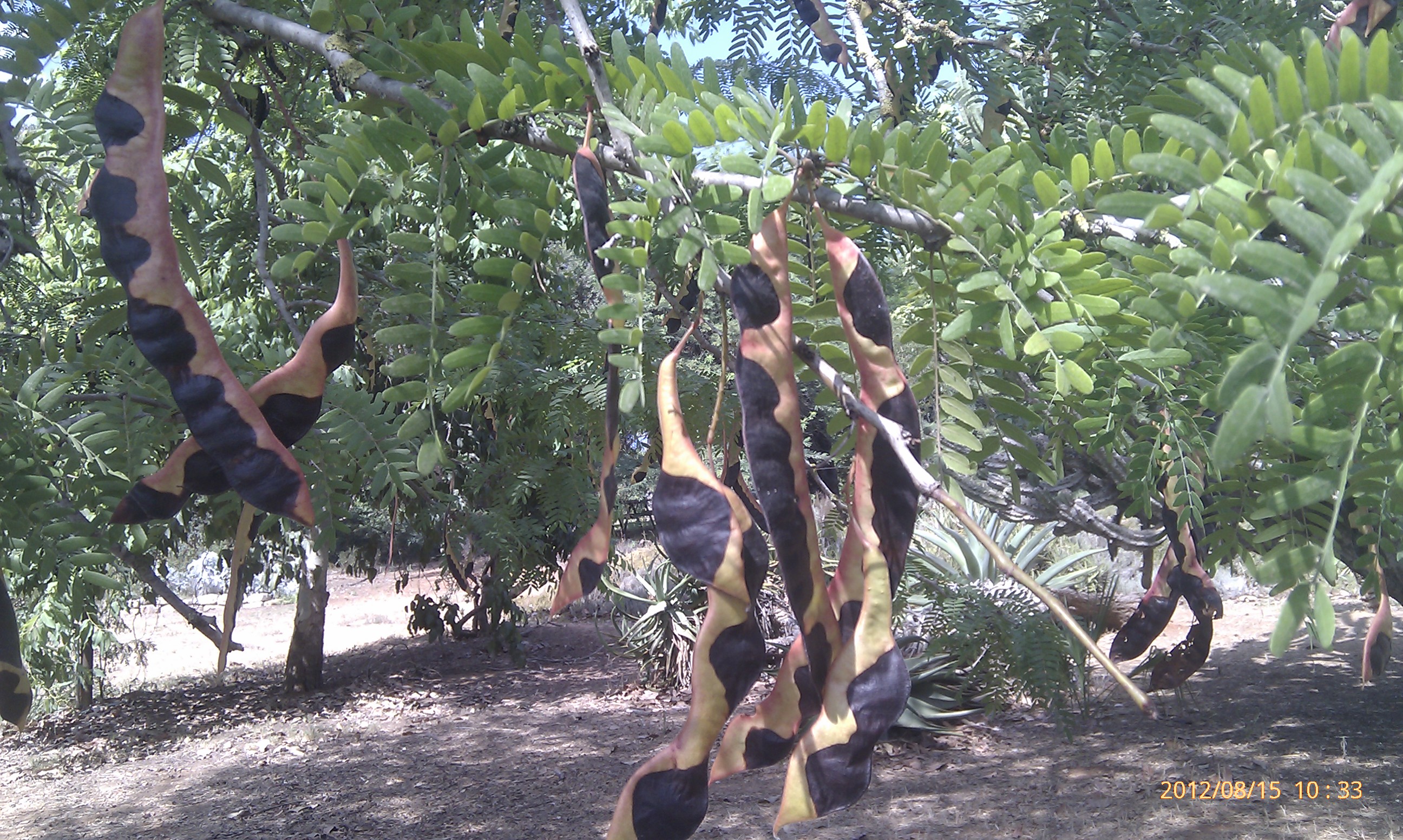 Gleditsia