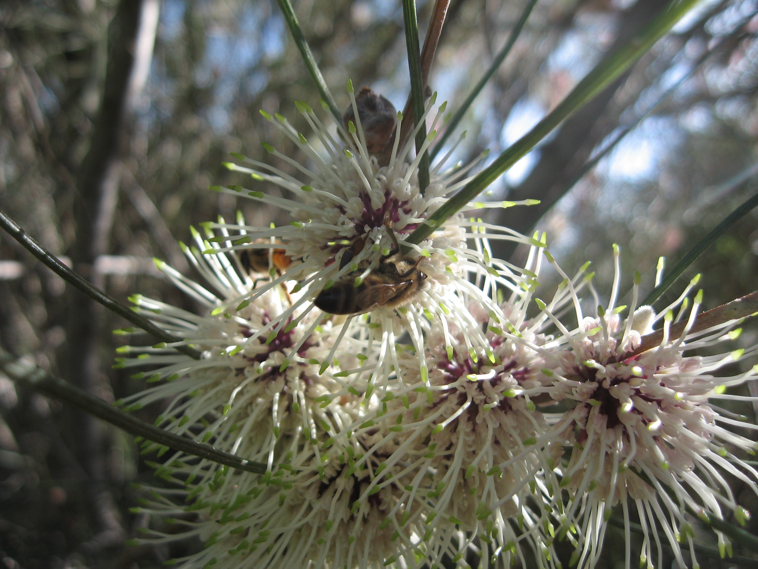 Hakea