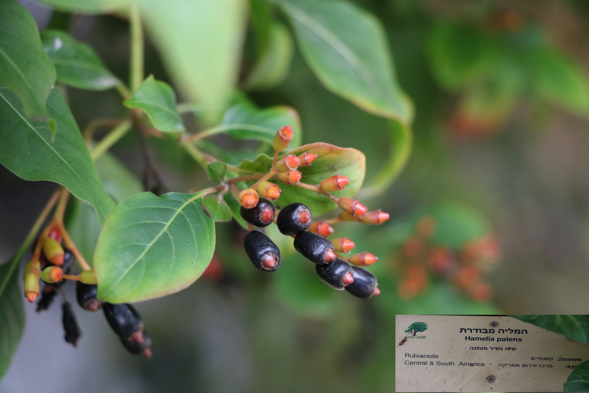 Hamelia