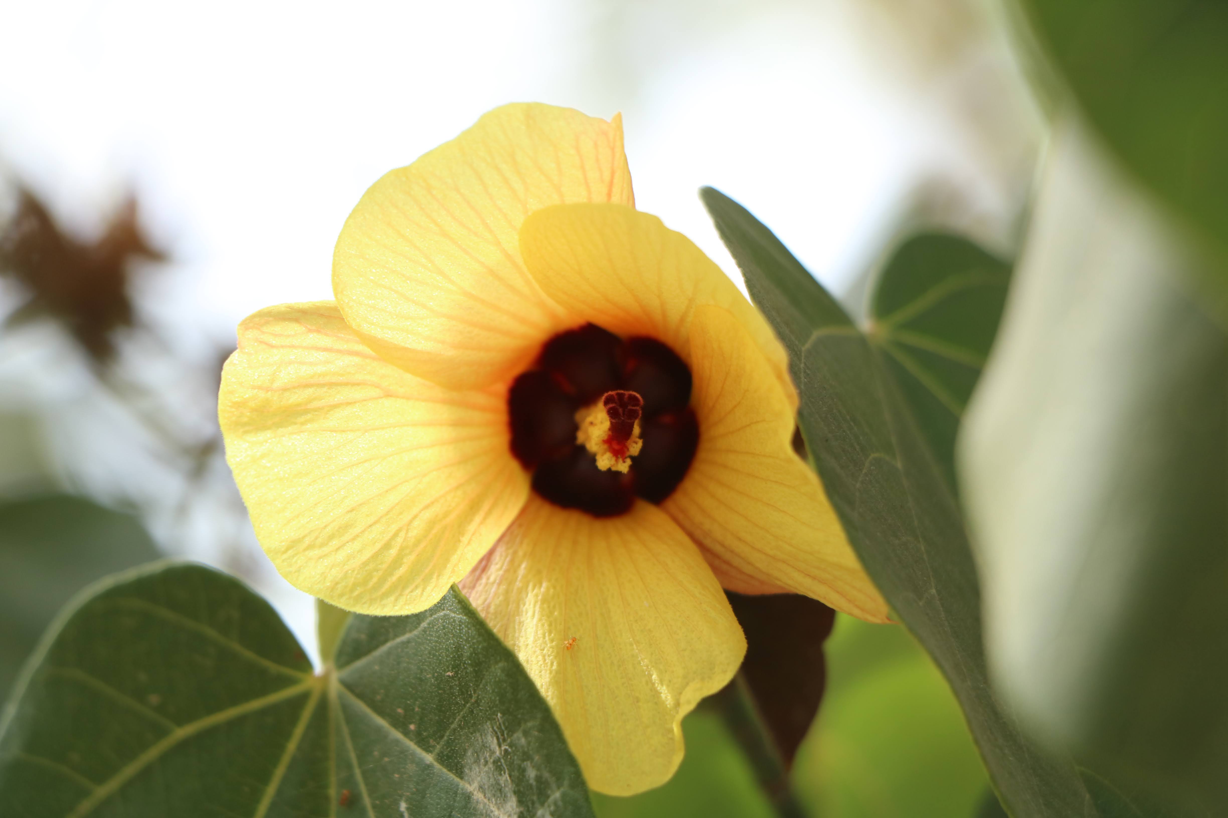 Hibiscus
