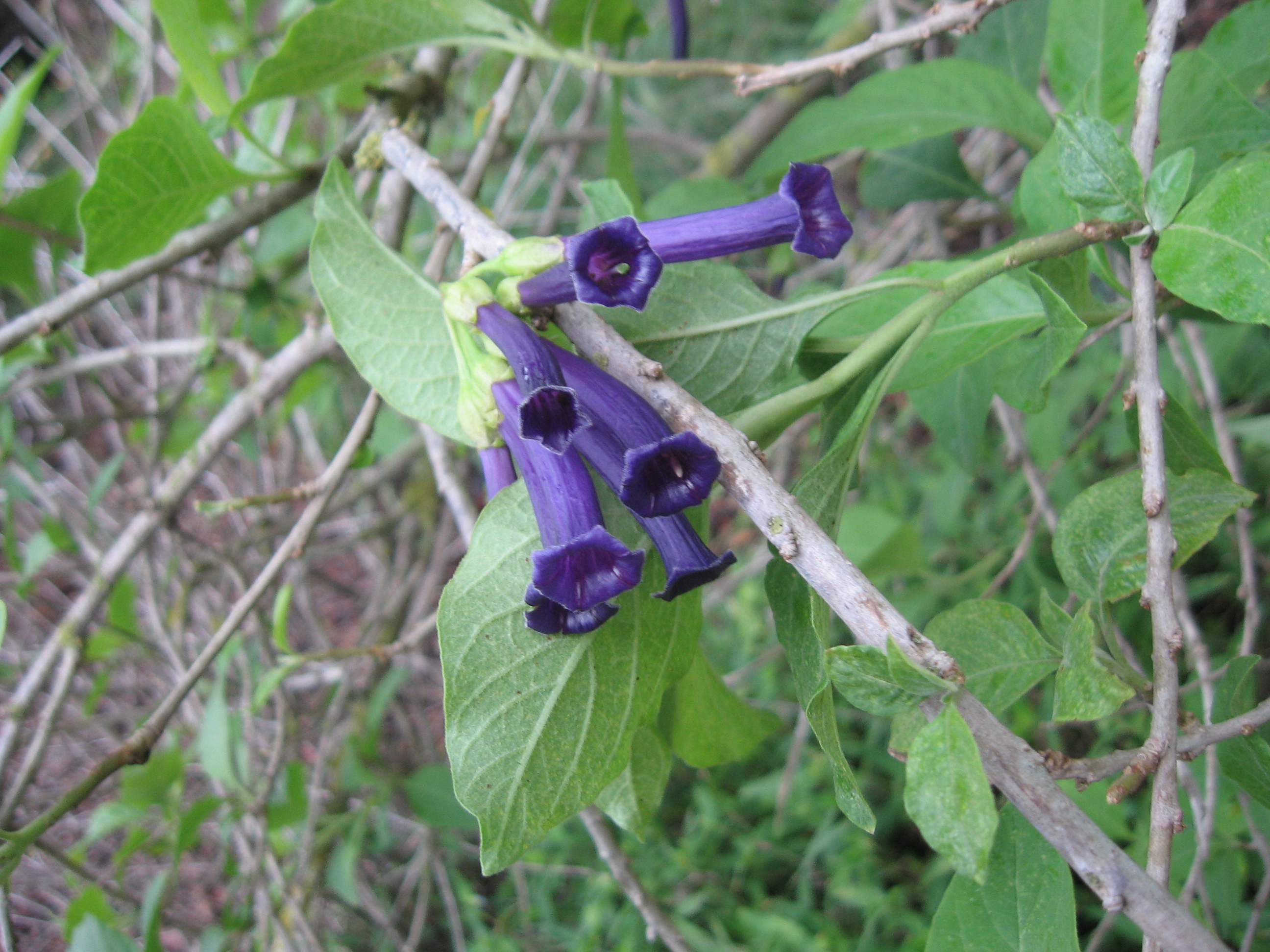 Iochroma