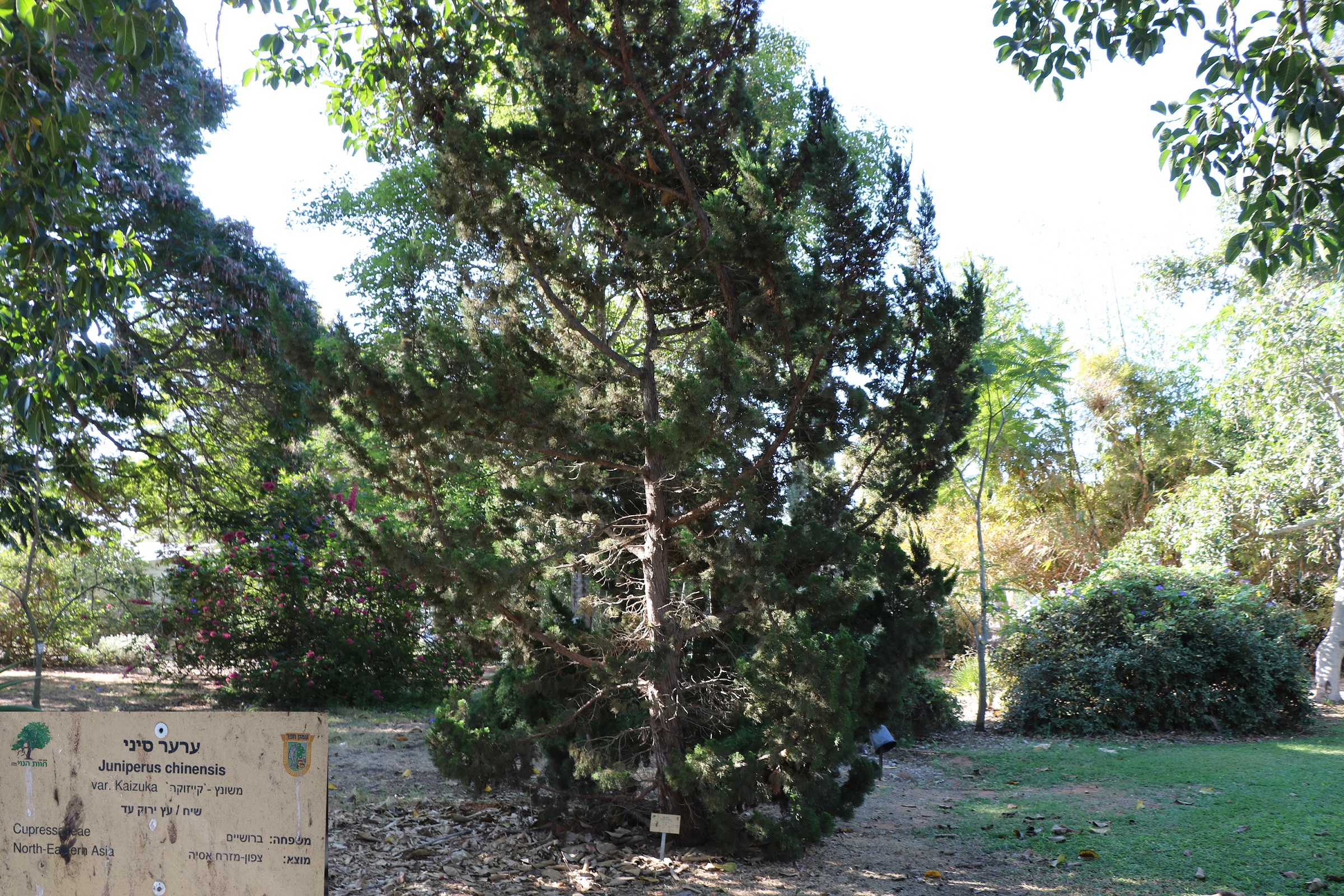 Juniperus