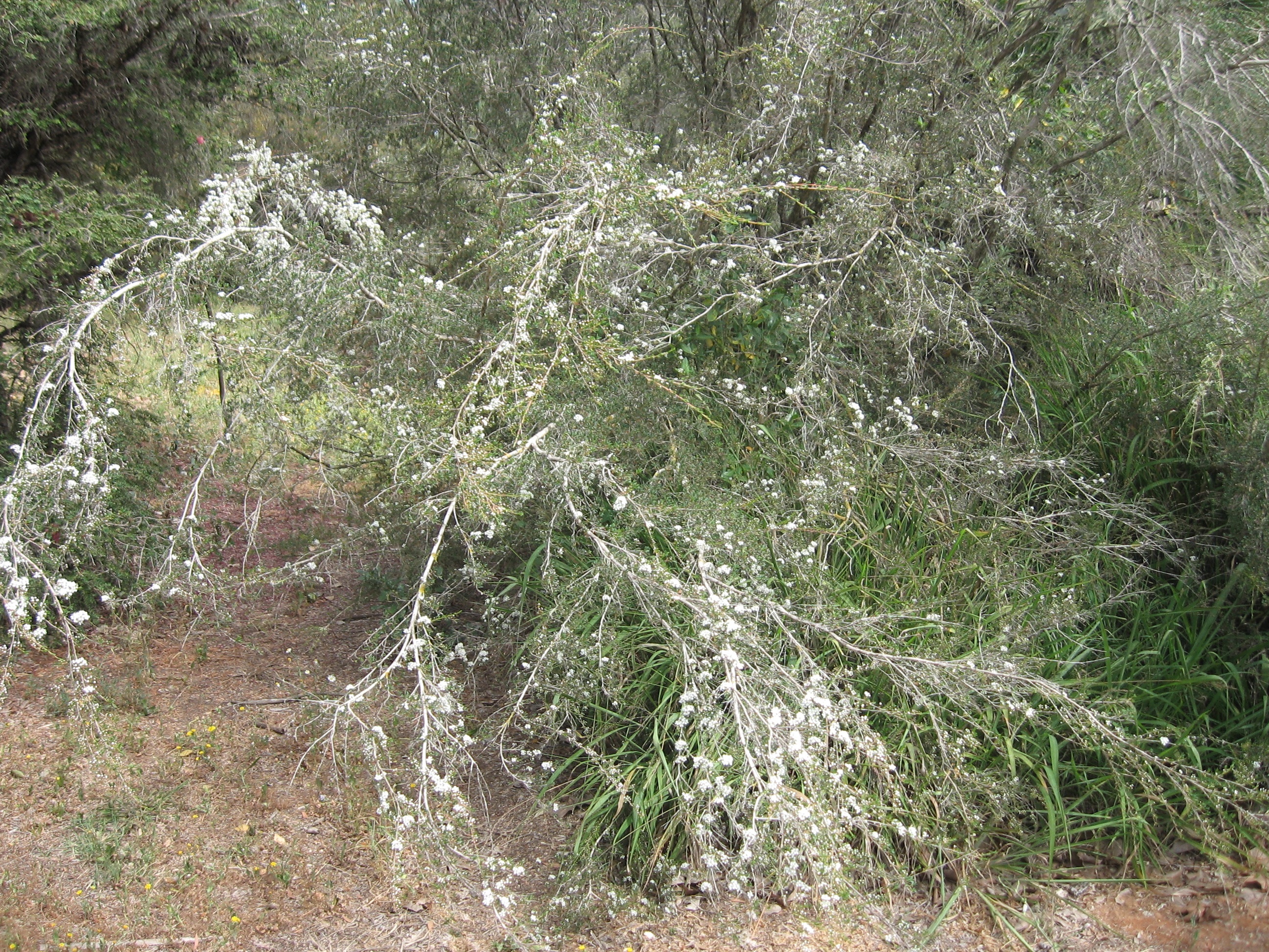 Leptospermum