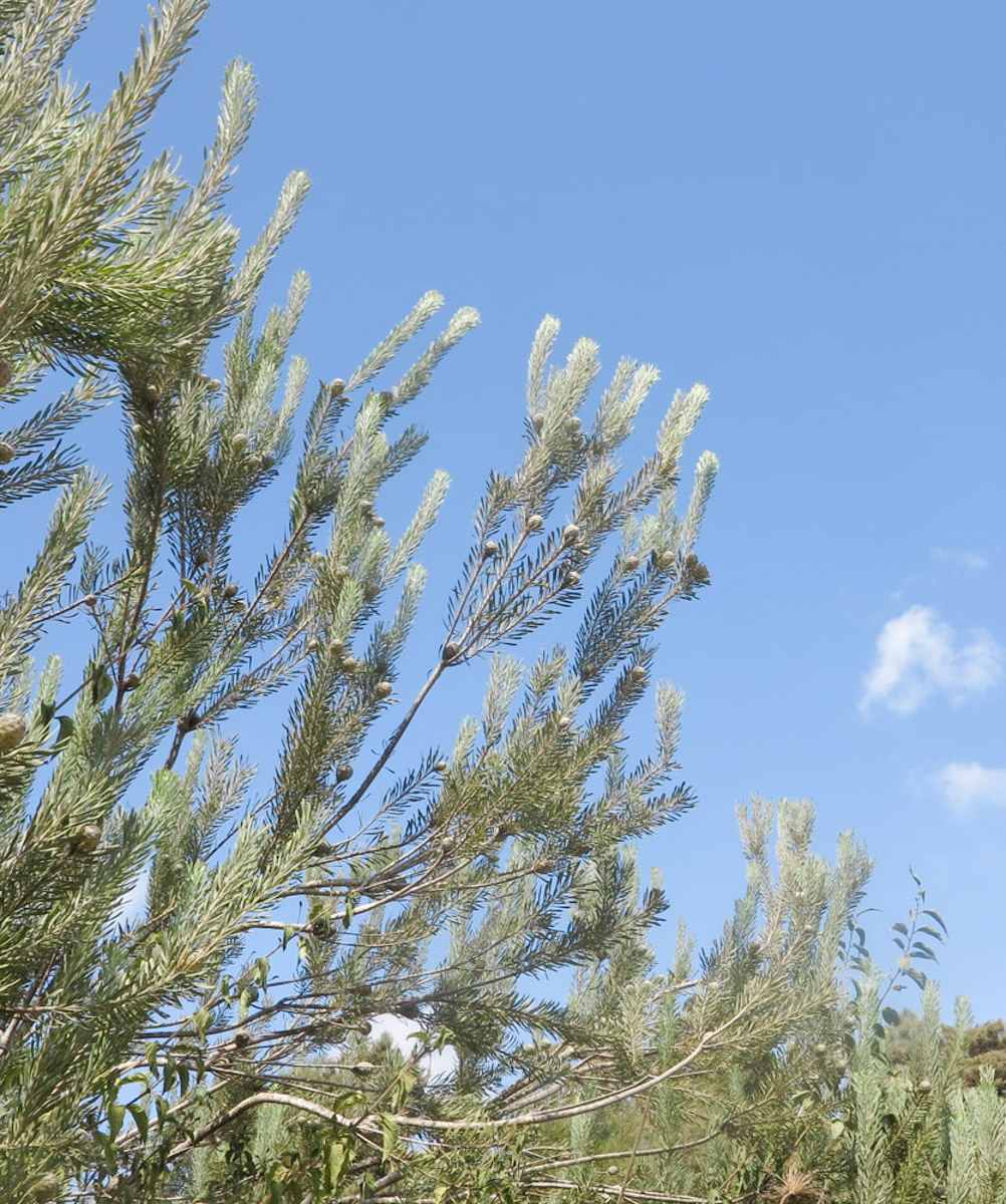 Leucadendron