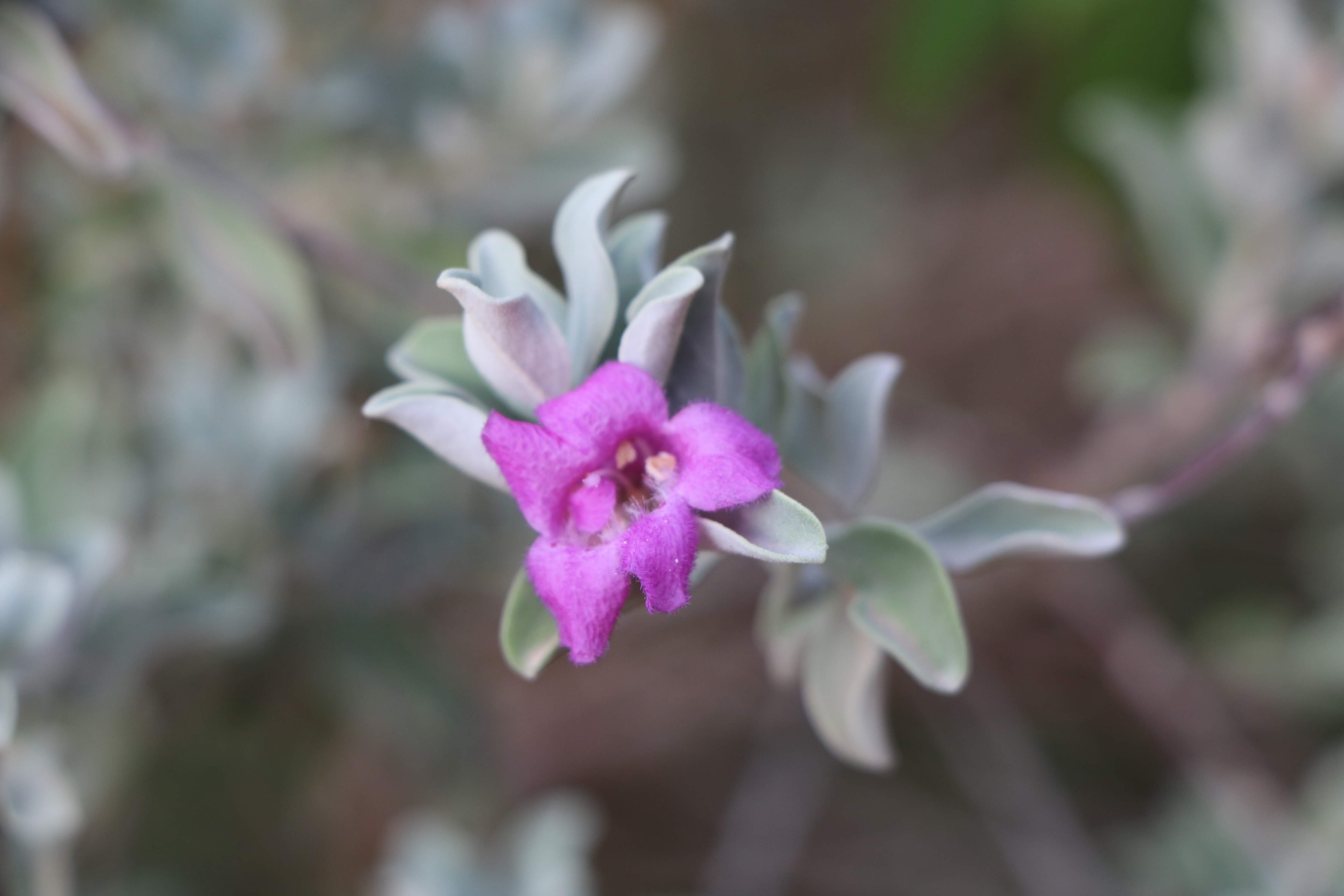 Leucophyllum