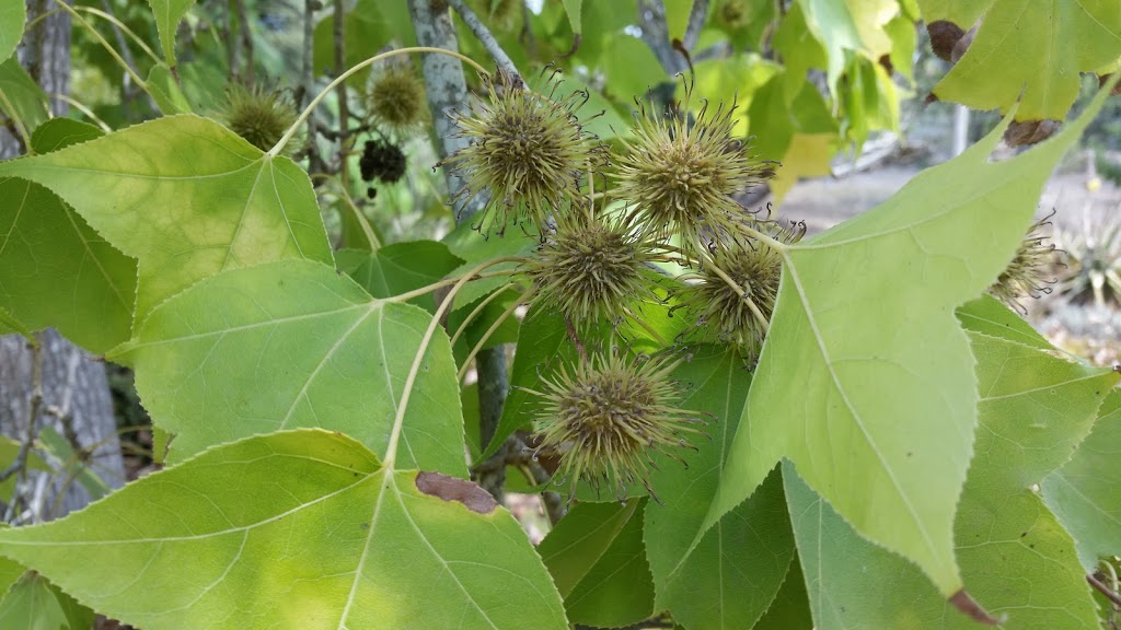 Liquidambar