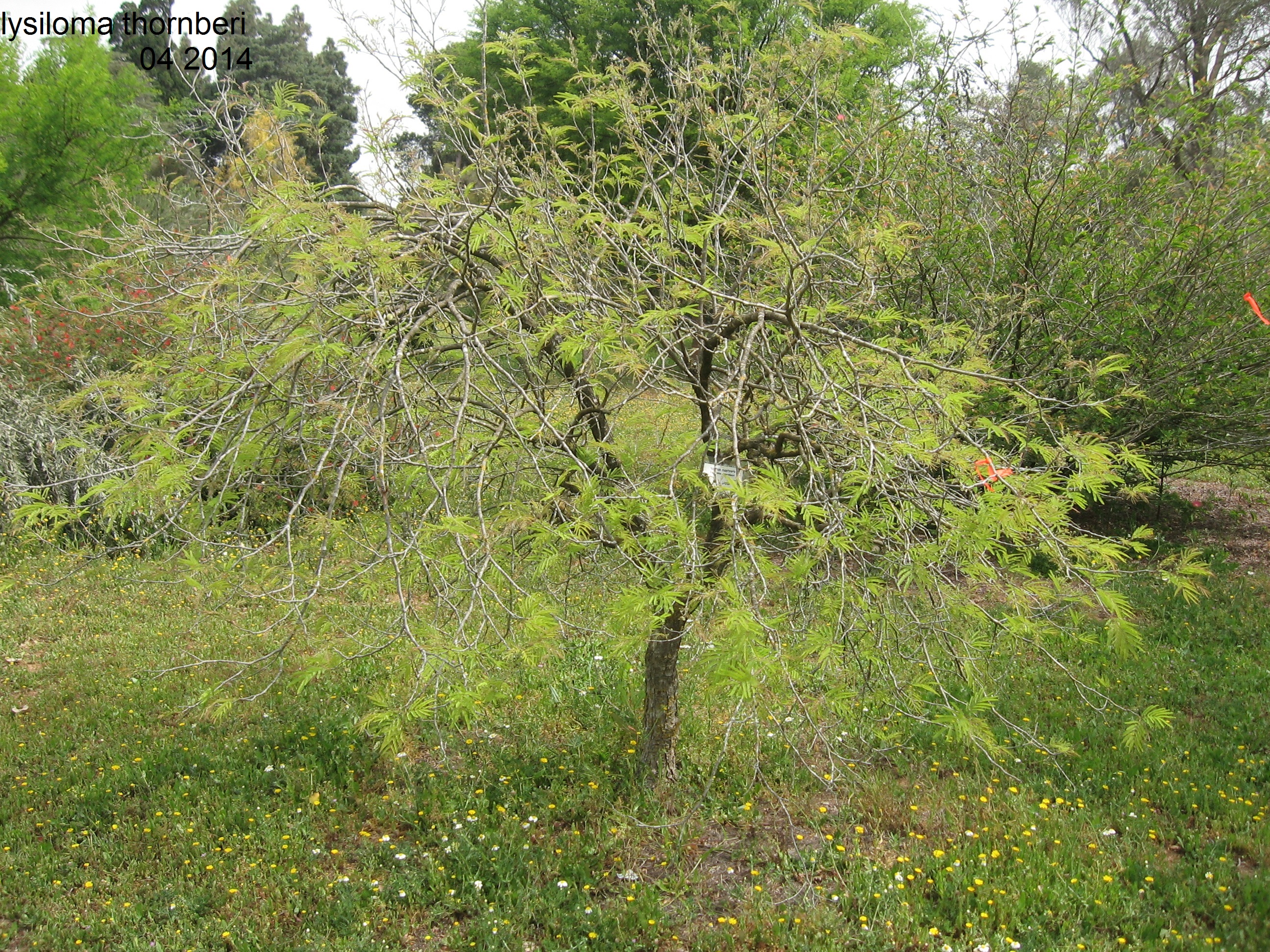 Lysiloma
