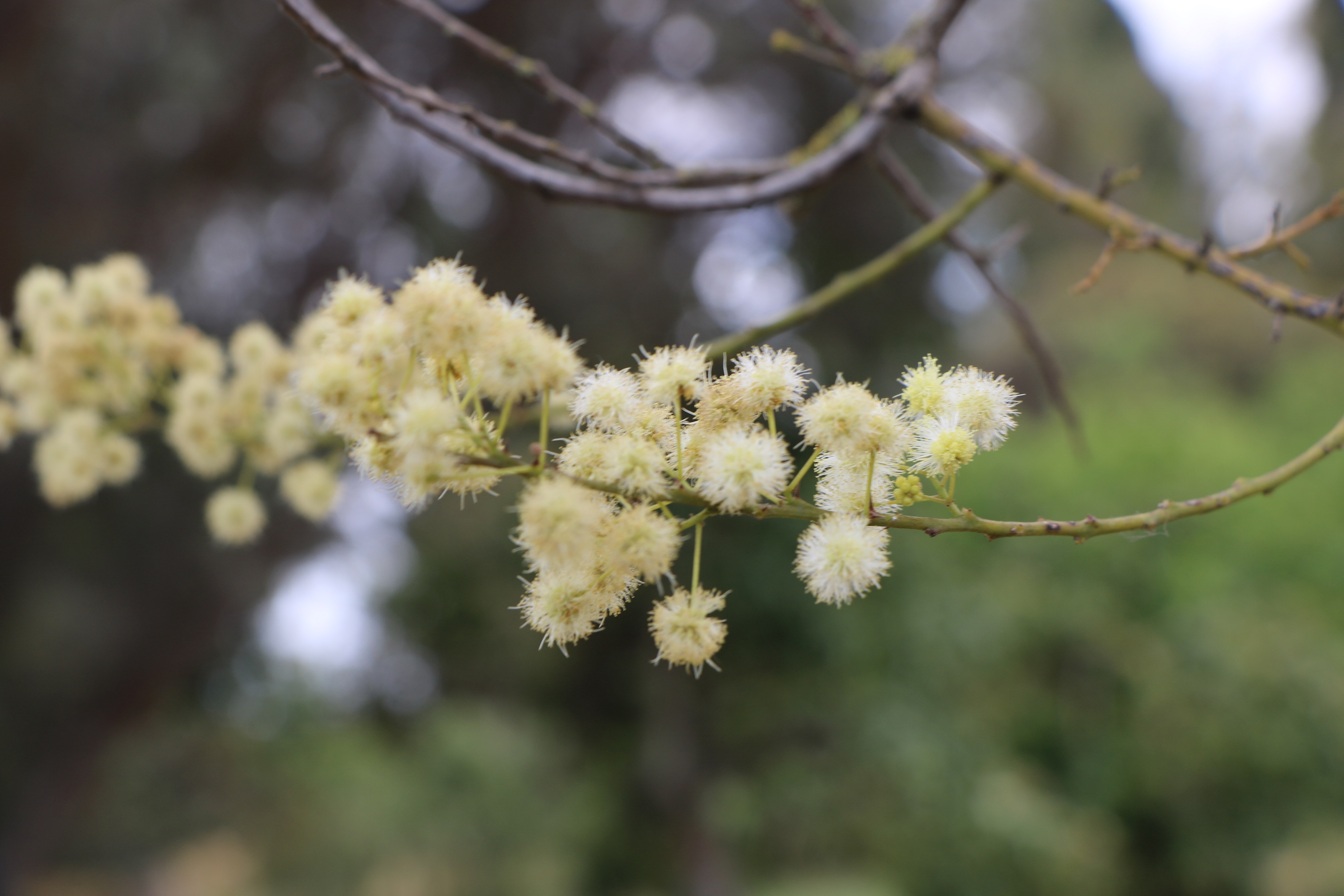 Lysiphyllum