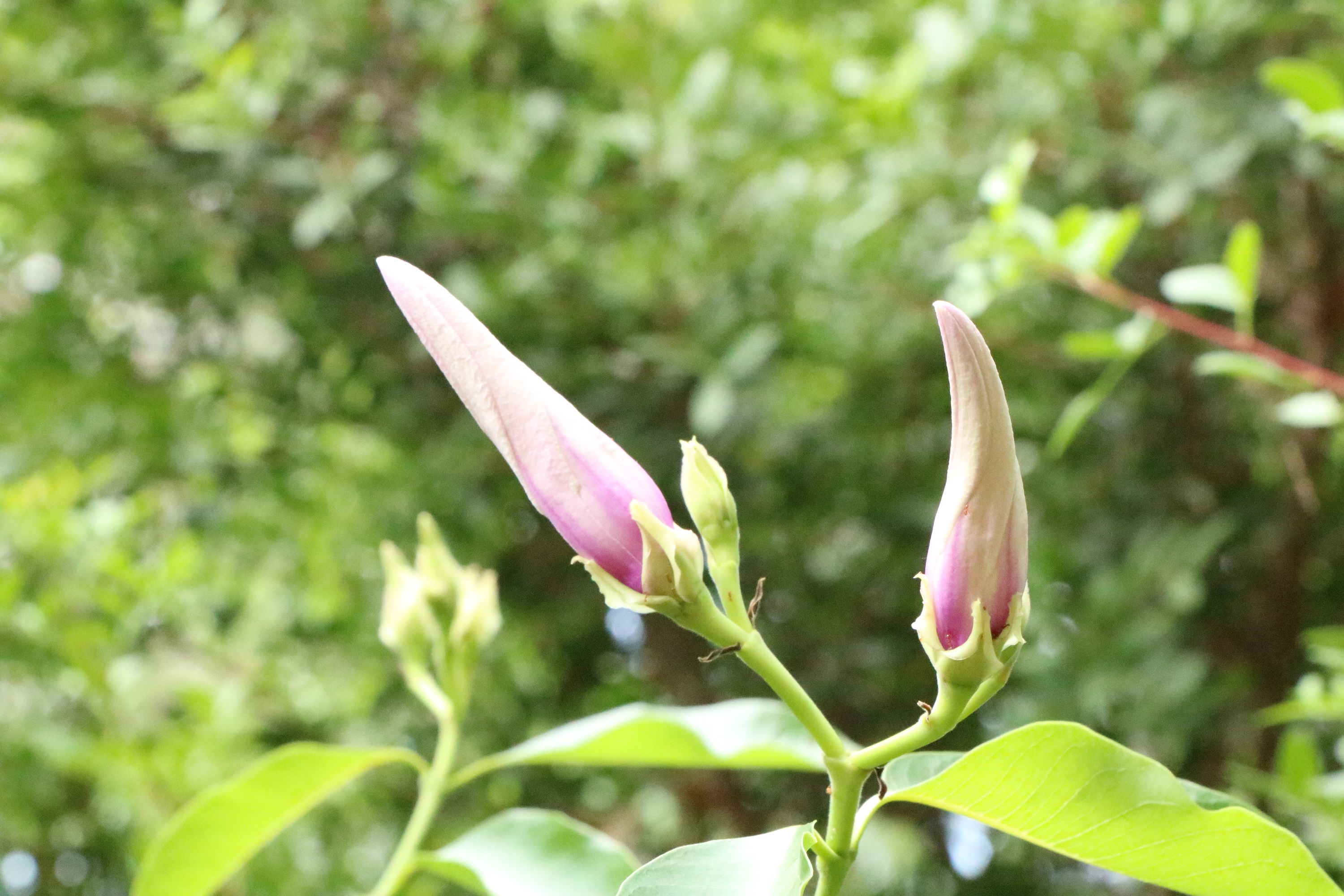Malvaviscus