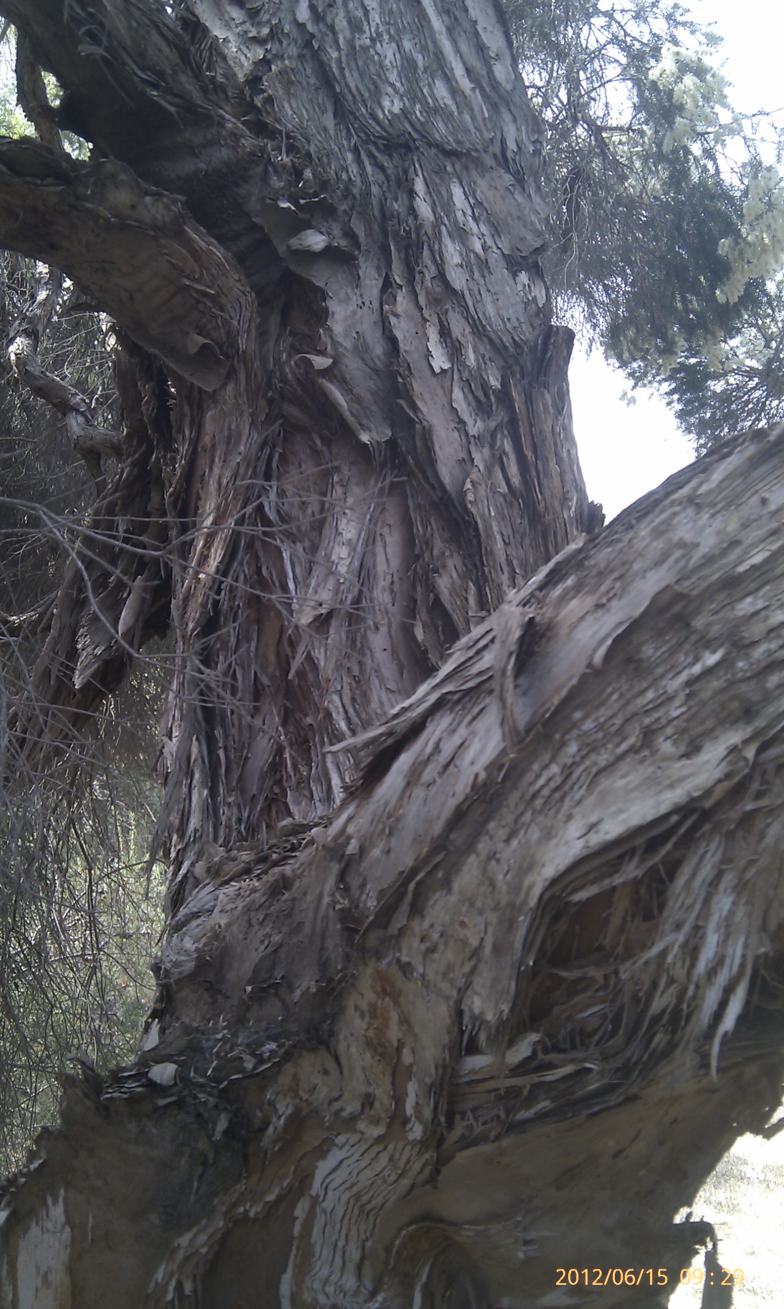 bracteata