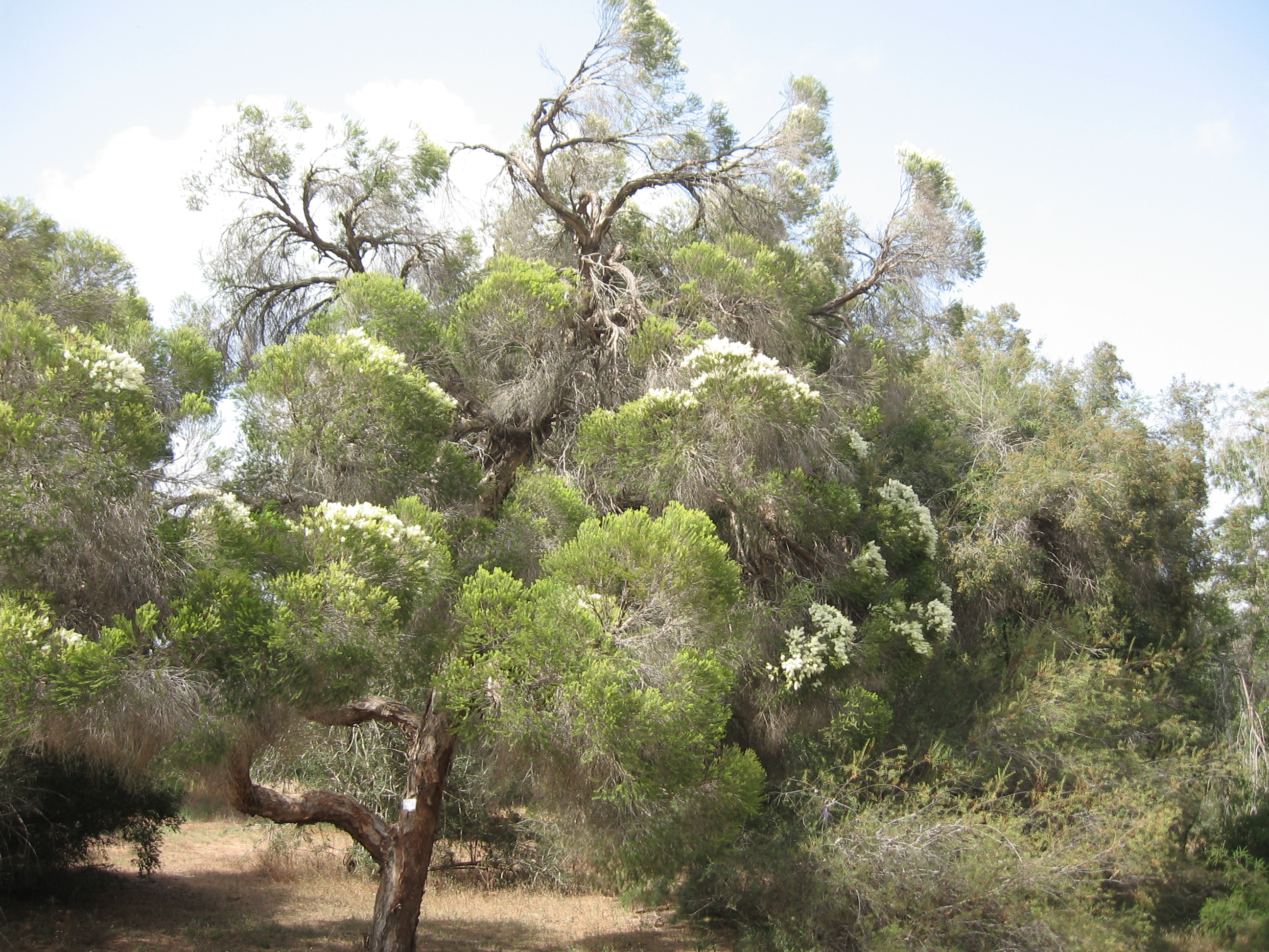 linarifolia
